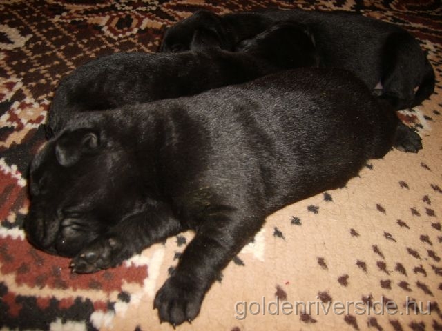 S6002888 k.jpg - Labrador retriever kiskutyk egy hetesen.